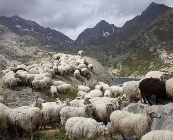 brebis-paturage-fromage