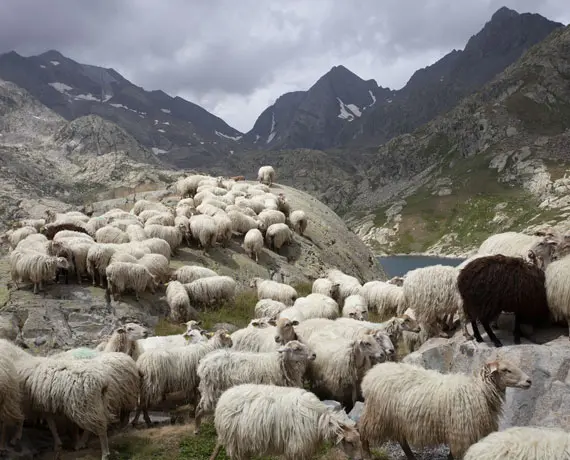 brebis-paturage-fromage