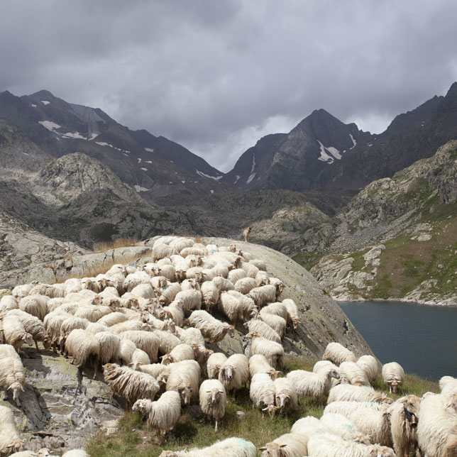 ferme-fromage-brebis-6