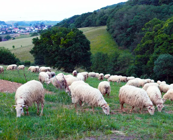 ferme-fromage-brebis