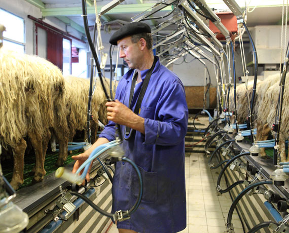 traite-ferme-fromage-brebis